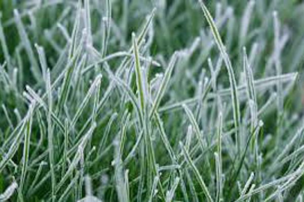 Frost